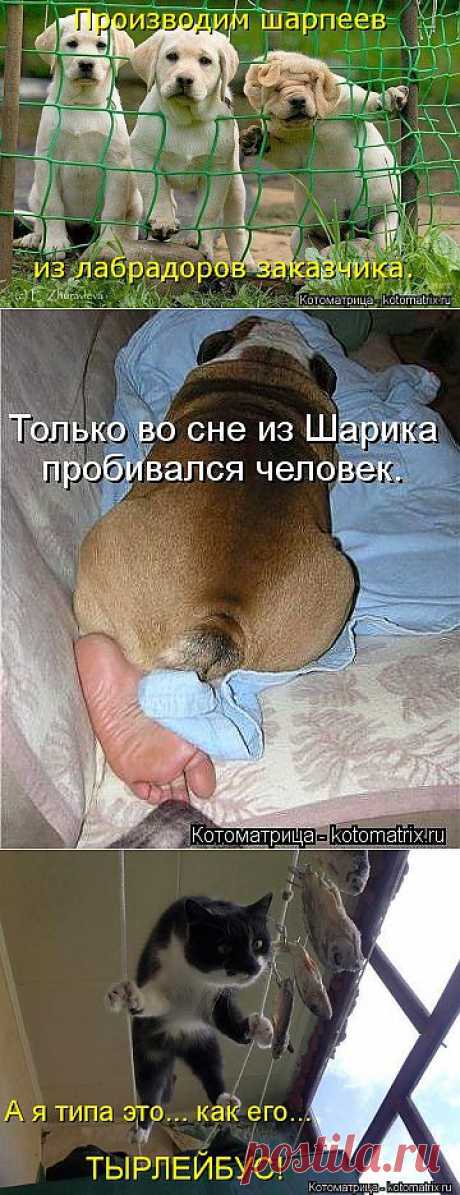 (+1) - Новые котоматрицы вам на радость!Смейтесь от души! | ЛЮБИМЫЕ ФОТО