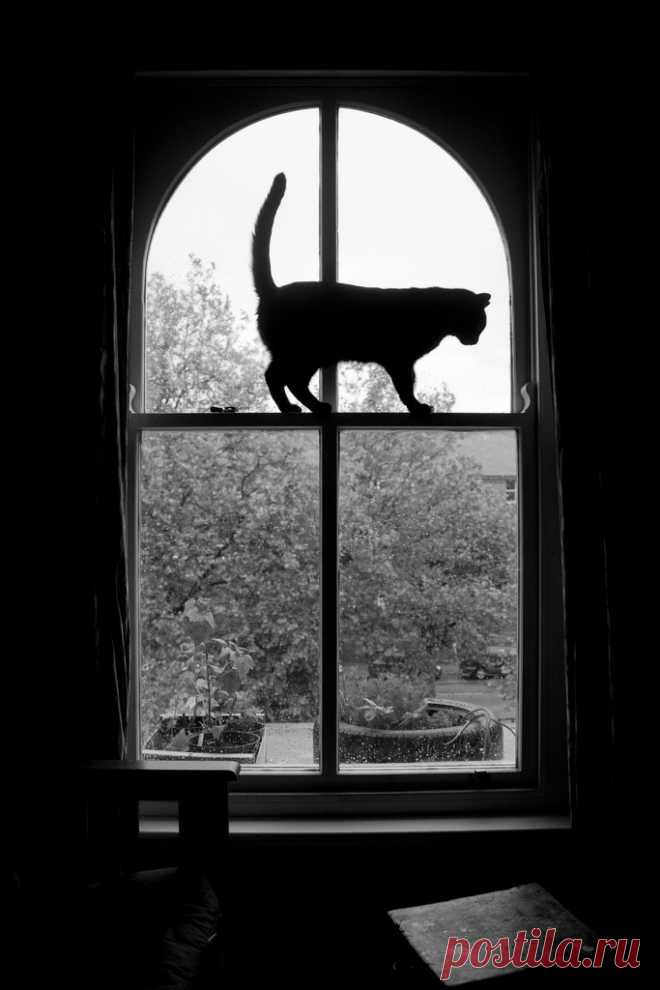 Cat and window garden Explore new folder's photos on Flickr. new folder has uploaded 15469 photos to Flickr.