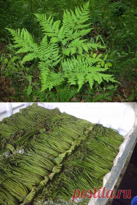 Засолка папоротника орляка.