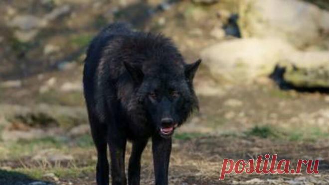 В Индии волк растерзал четырехмесячного младенца. В Индии волк утащил у спящей женщины младенца и растерзал его. Об этом сообщает The Indian Express со ссылкой на сотрудника лесного департамента. Хищник забрел ночью в деревню Маллаханпурва (штат Уттар-Прадеш), забрался в жилище и утащил ...