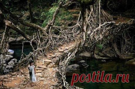 Корневой мост в Индии