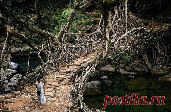 Корневой мост в Индии