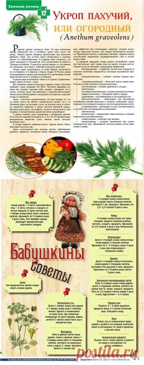 Укроп пахучий или огородный