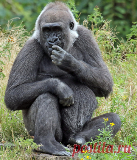 Western lowlandgorilla M`Fugaji Apenheul BB2A0474 Explore j.a.kok's photos on Flickr. j.a.kok has uploaded 29500 photos to Flickr.