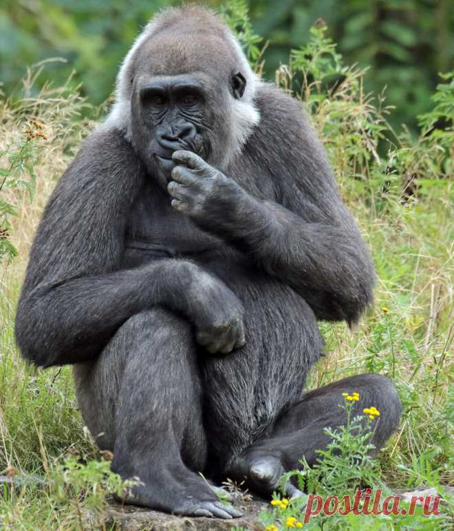 Western lowlandgorilla M`Fugaji Apenheul BB2A0474 Explore j.a.kok's photos on Flickr. j.a.kok has uploaded 29500 photos to Flickr.