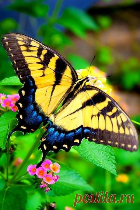 Человеческая Душа - как бабочка...