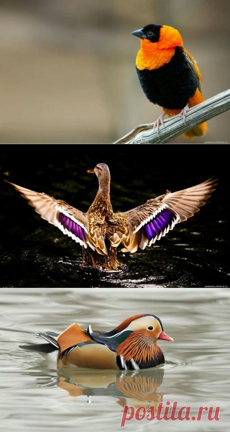 Обои на рабочий стол - *Красота природы в птицах*.