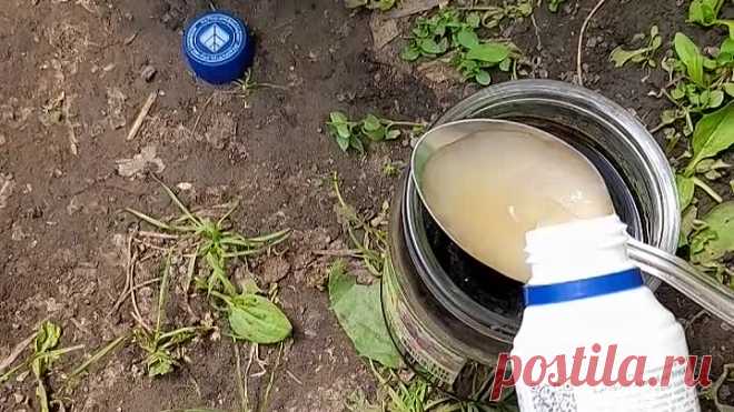 ‼️ВАЖНО ‼️ Первая подкормка томатов в теплице | Дачная жизнь | Дзен