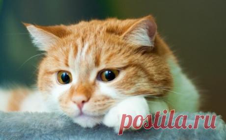 Рыжие коты.