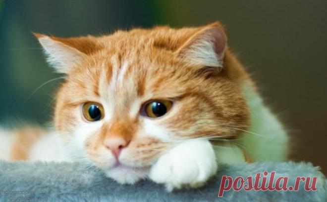 Рыжие коты.