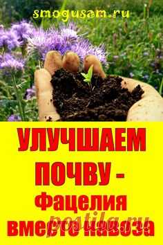 📌УЛУЧШАЕМ ПОЧВУ — Фацелия вместо навоза 🌸🌸🌸
; Открывает новую вкладку
✅Этот один сидерат заменит все остальные вместе взятые! Почва станет плодородной, рыхлой и влагоемкой! Сей фацелию для улучшения почвы. #сад #огород #дача #урожай #выращивание #рассада #удобрение ​ #почва
Pin on Дача, сад, огород