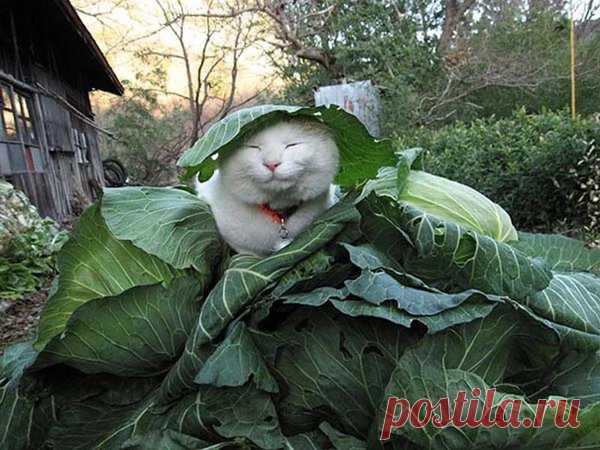 20 фото котов-дачников