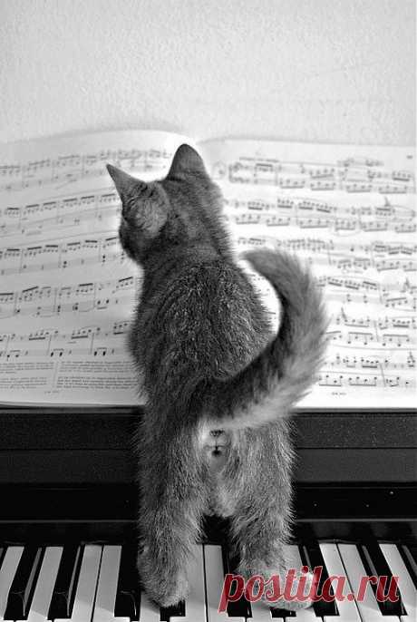 I will play