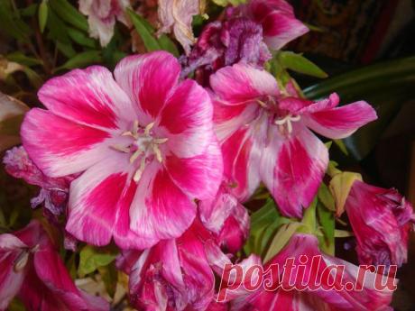 (64) Одноклассники