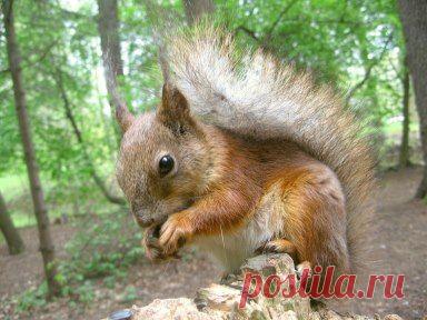 (9) Одноклассники