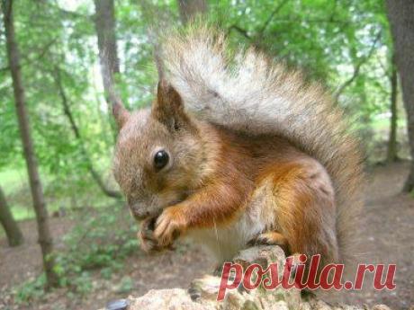 (9) Одноклассники