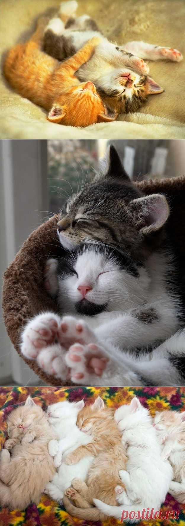Учимся обниматься у кошек