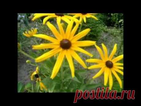 Розарий. Каменское.(Днепродзержинск) Троицын день. - YouTube