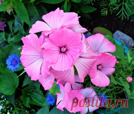 Красивые граммофончики лаватеры)))💖📣💗