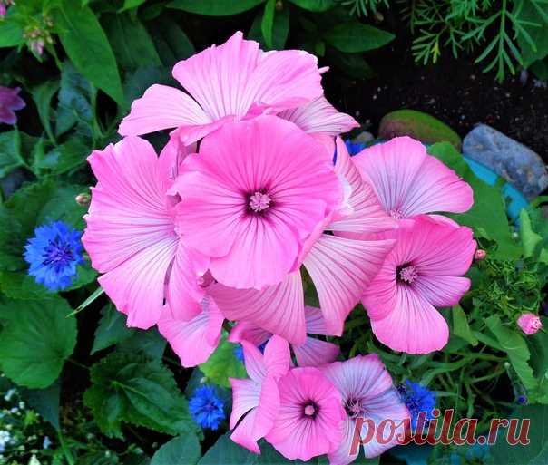 Красивые граммофончики лаватеры)))💖📣💗