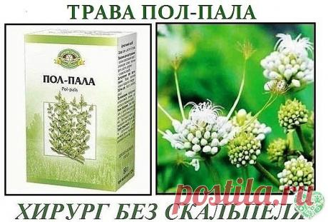 ПОЛ - ПАЛА.  ХИРУРГ БЕЗ СКАЛЬПЕЛЯ!
Без преувеличения можно сказать: пол-пола способна заменить целую
аптеку. Эта трава является мощным стимулятором солевого обмена в
организме.
Лечит и подагру, и полиартрит. Как солевыводящее средство 
применяется при пиелонефрите, мочекаменной болезни, циститах. 
Способствует снятию воспалительного процесса мочевыводящих путей и 
мочевого пузыря, в придатках, в почечных лоханках (пиелит), простате 
(простатит). Отвар пол-полы является сил...
