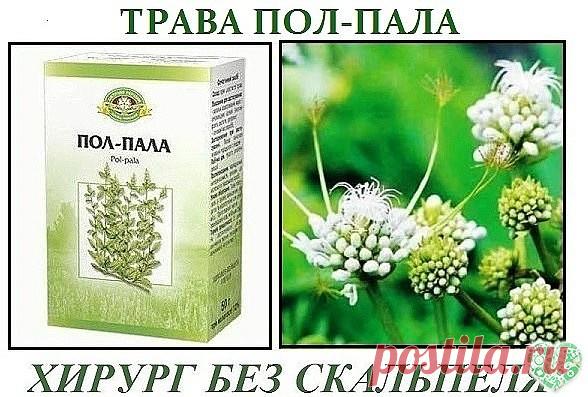 ПОЛ - ПАЛА.  ХИРУРГ БЕЗ СКАЛЬПЕЛЯ!
Без преувеличения можно сказать: пол-пола способна заменить целую
аптеку. Эта трава является мощным стимулятором солевого обмена в
организме.
Лечит и подагру, и полиартрит. Как солевыводящее средство 
применяется при пиелонефрите, мочекаменной болезни, циститах. 
Способствует снятию воспалительного процесса мочевыводящих путей и 
мочевого пузыря, в придатках, в почечных лоханках (пиелит), простате 
(простатит). Отвар пол-полы является сил...