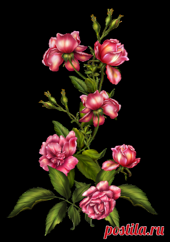 Цветы - Клипарты PNG - Клипарты у Анны.