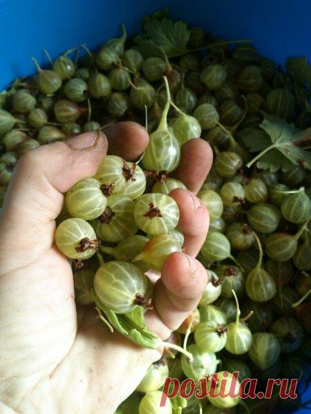 Необычные ингредиенты для варенья из крыжовника! Рецепт авторский | ТАЁЖКА №8 | Яндекс Дзен