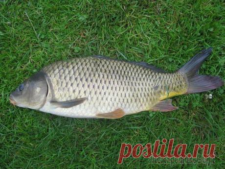 Донная снасть на карпа