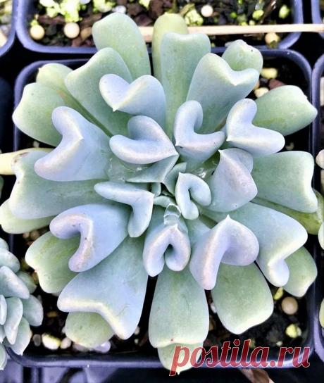 Echeveria Runyonii 'topsy turvy' - Suculenta Tamanho da muda com aproximadamente 5 cm, equivalente à segunda foto. Nativa do México, essa suculenta pode aingir até 35cm de altura e 25cm de diâmetro. Exótica devido ao formado diferente de suas folhas, é uma planta de fácil cultivo exigindo somente boa luminosidade e substrato de boa drenagem, onde assim pode receber regas regulares. ATENÇÃO: Na região Sudeste do Brasil deve ser cultivada em ambientes internos, se cultivada ...