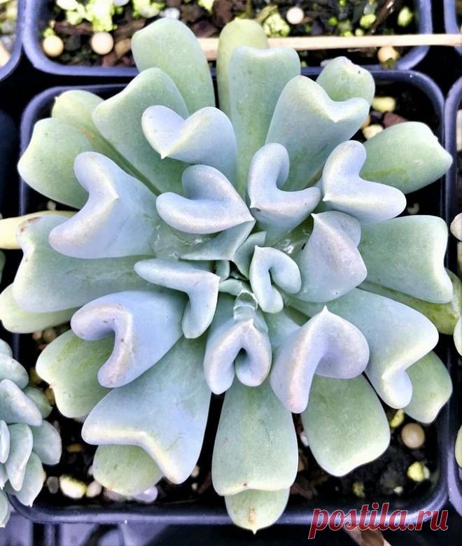 Echeveria Runyonii 'topsy turvy' - Suculenta Tamanho da muda com aproximadamente 5 cm, equivalente à segunda foto. Nativa do México, essa suculenta pode aingir até 35cm de altura e 25cm de diâmetro. Exótica devido ao formado diferente de suas folhas, é uma planta de fácil cultivo exigindo somente boa luminosidade e substrato de boa drenagem, onde assim pode receber regas regulares. ATENÇÃO: Na região Sudeste do Brasil deve ser cultivada em ambientes internos, se cultivada ...