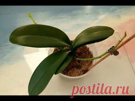 Еще одна реанимашка. Орхидея фаленопсис с цветоносом
