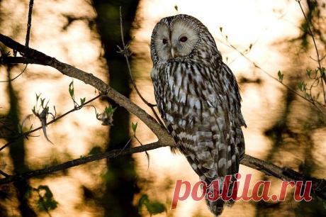 Краснокнижная длиннохвостая неясыть поселилась в белорусской столице | Живой мир - природа
