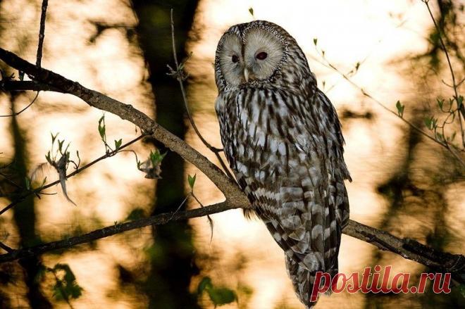 Краснокнижная длиннохвостая неясыть поселилась в белорусской столице | Живой мир - природа