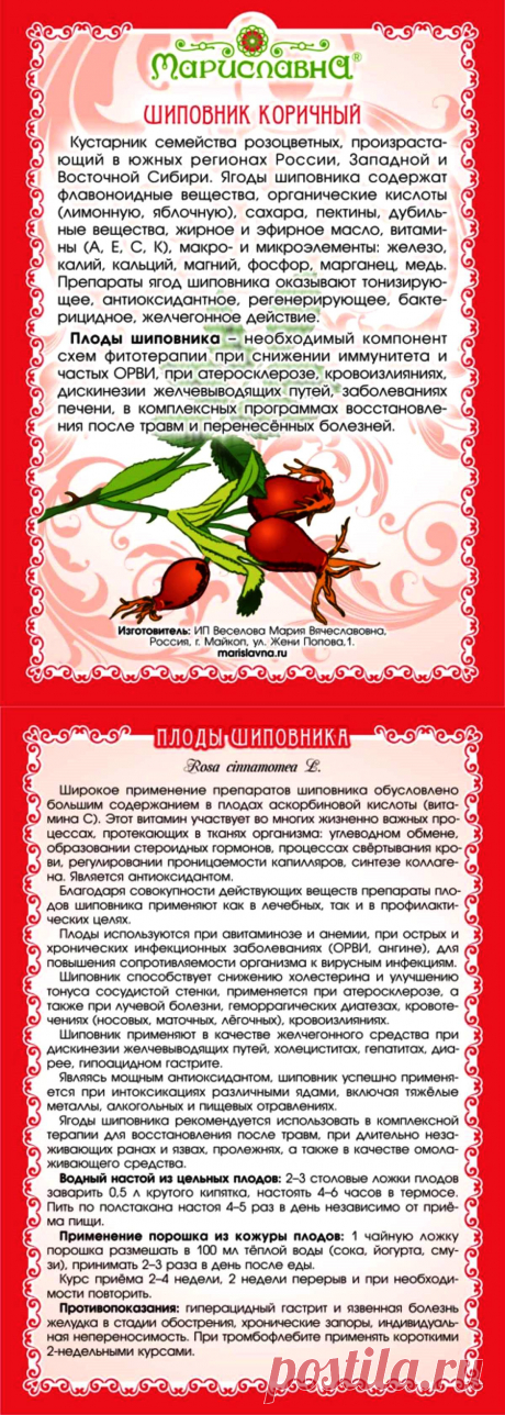 Шиповник коричный