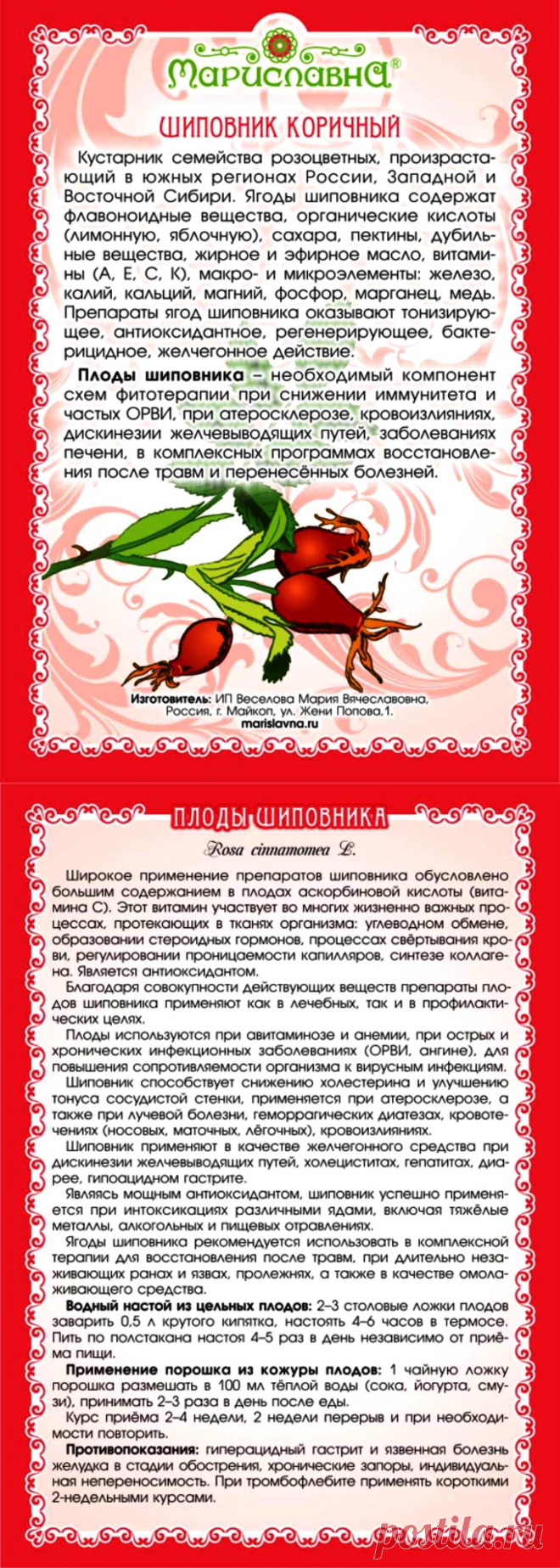 Шиповник коричный