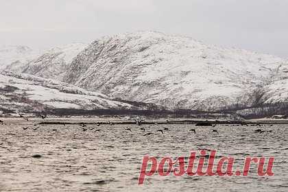 Российская экспедиция нашла на дне Арктики почти полсотни кораблей прошлого века. Экспедиция Северного флота России «Помни войну» за три года нашла на дне Арктики 49 кораблей прошлого века, рассказал начальник отдела по исследованию Арктики гидрографической службы флота капитан первого ранга Алексей Корнис. По его словам, также удалось выяснить координаты еще 43 судов.