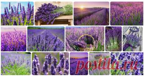 ЛАВАНДА УЗКОЛИСТНАЯ
Lavandula angustifolia L.
Семейство Яснотковые (Губоцветные) — Lamiaceae (Labiatae)