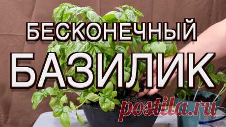 Выращиваем базилик в горшке за 30 дней