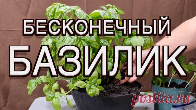 Выращиваем базилик в горшке за 30 дней
