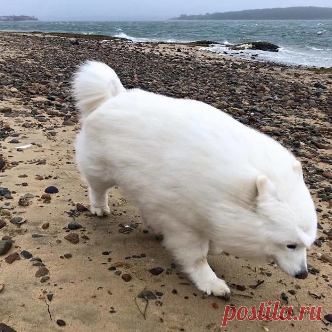 32 фотографий самоедов, которые поднимут вам настроение