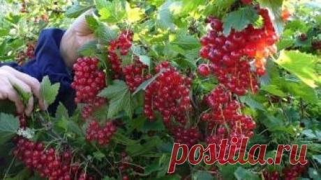 Полив смородины кипятком 


Одним из эффективных способов борьбы с садовыми вредителями является полив кустов смородины кипятком. Этот прием поднимает иммунитет у растений, прогревает почву и является надежной профилактикой п…