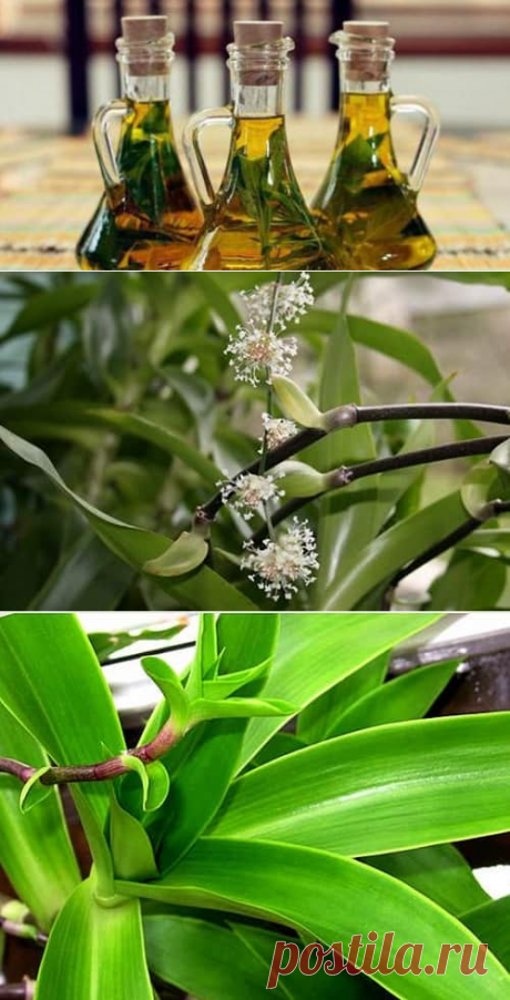 золотой ус лечебные свойства и противопоказания