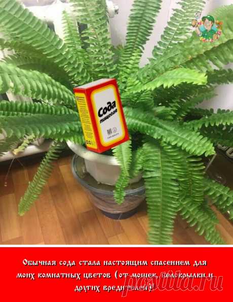Избавиться от мошек (сциарид), белокрылки и других насекомых-вредителей в горшечных цветах поможет простое домашнее средство — пищевая сода.

Сциарид еще называют грибными комариками и часто путают с плодовыми мошками.

Чтобы проверить, не размножаются ли мошки в цветочном горшке, нужно постучать по нему. Потревоженные, насекомые взлетят.

Они имеют продолговатое тельце черного цвета длиной 1-7 мм. Самцы с крыльями, самки — бескрылые.

Комарики живут недолго, до 5 дней. Но...
