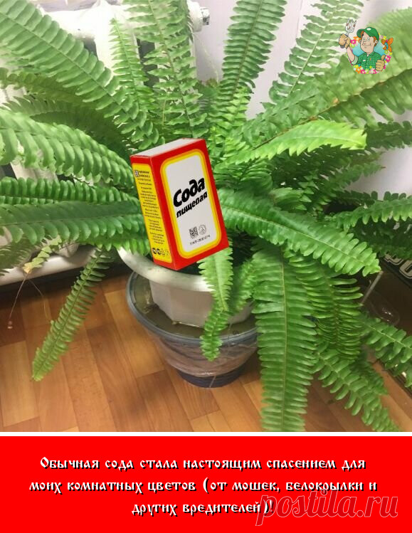 Избавиться от мошек (сциарид), белокрылки и других насекомых-вредителей в горшечных цветах поможет простое домашнее средство — пищевая сода.

Сциарид еще называют грибными комариками и часто путают с плодовыми мошками.

Чтобы проверить, не размножаются ли мошки в цветочном горшке, нужно постучать по нему. Потревоженные, насекомые взлетят.

Они имеют продолговатое тельце черного цвета длиной 1-7 мм. Самцы с крыльями, самки — бескрылые.

Комарики живут недолго, до 5 дней. Но...