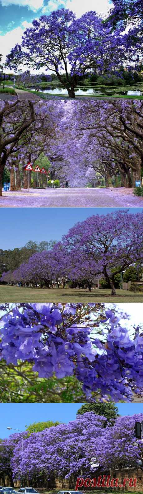 Там, где цветет жакаранда, воздух пропитан теплотой и романтизмом. Многие верят в то, она может приносить удачу.