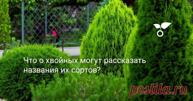 Что о хвойных могут рассказать названия их сортов? У многих хвойных растений названия сортов являются говорящими, то есть услышав их, мы сразу же можем узнать основные особенности культивара. Научившись разбираться в них, можно будет легко получить представление об особенностях конкретного экземпляра, не заглядывая в справочник.