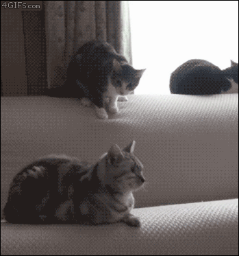 Хулиганистые коты, / Болталка / Юмор