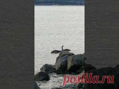 после заплыва #море #хорватия