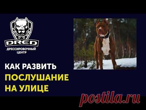 (135) Как научить собаку слушаться на улице | Что делать если собака не прибегает по команде на улице - YouTube